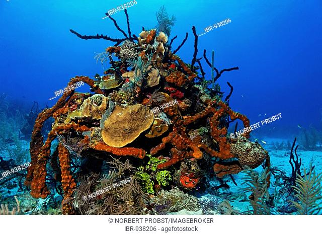 Large coral block with multi-coloured sponges and coral in front of blue water, Half Moon Caye, Lighthouse Reef, Turneffe Atoll, Belize, Central America