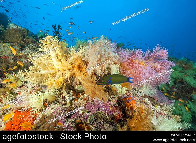 Colored Soft Corals, Nephthea sp, Felidhu Atoll, Maldives