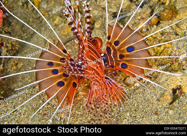 Spotfin Lionfish, Pterois antennata, Lembeh, North Sulawesi, Indonesia, Asia