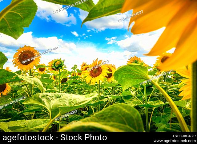 White clouds in blue sky over the field of sunflowers