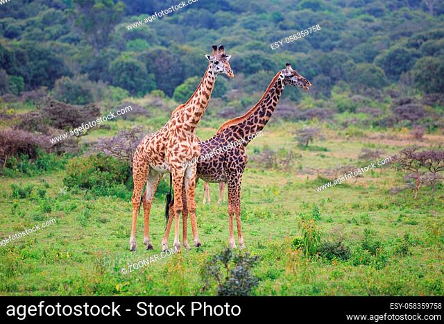 Massai Giraffen bei Regen im Arusha Nationalpark in Tansania