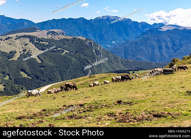 Cows, Monte Baldo, Malcesine, Lake Garda, Italy, Europe