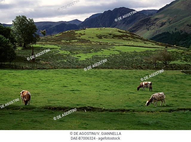 Grazing lands in the vicinity of Buttermere village, Lake District (UNESCO World Heritage Site, 2017), United Kingdom