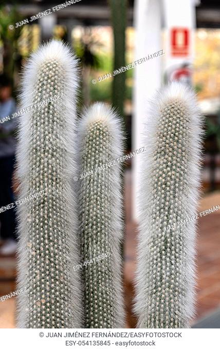 Close up view of Cleistocactus Strausii, commonly known as the silver torch or wooly torch, a cactus native to Argentina and Bolivia