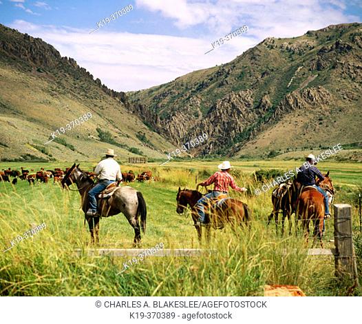 Cowboys on cattle roundup. Yp Ranch. Elko County. Nevada. USA