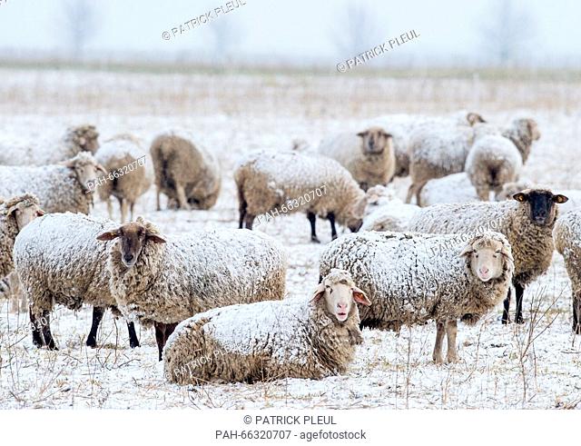 Sheep in a snow-covered field near Sieversdorf, Germany, 1 March 2016. March 1 is the meteorological start of spring in the northern hemisphere