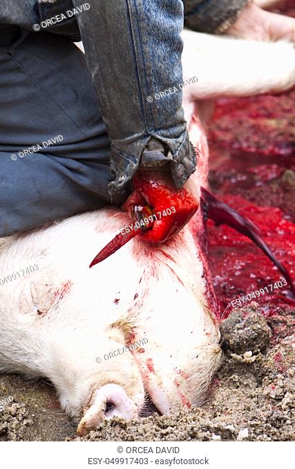 killing a pig with a knife real blood pooring out