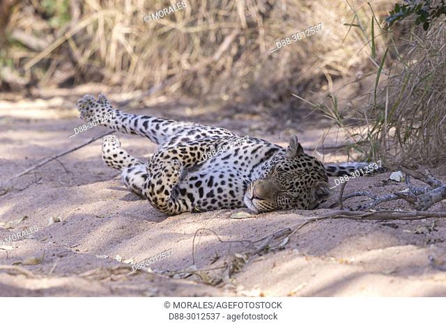 Africa, Southern Africa, South African Republic, Mala Mala game reserve, savannah, African Leopard (Panthera pardus pardus), resting on the ground