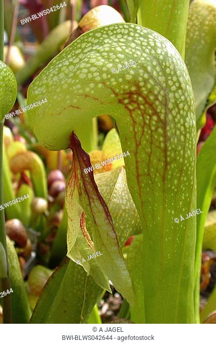 California pitcher plant, Cobra Lily Plant Darlingtonia californica, tarp leaf with leaves in the dome