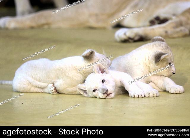 03 January 2020, Saxony-Anhalt, Magdeburg: Three white baby lions play in the zoo in Magdeburg. The lioness ""Kiara"" had already given birth to the three...
