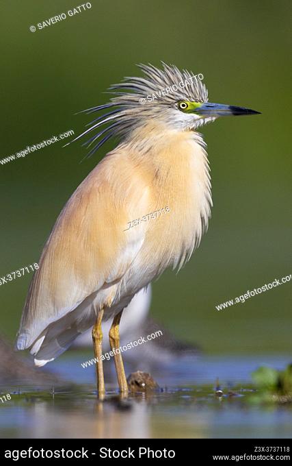 Squacco Heron (Ardeola ralloides), Adult standing in the water, Campania, Italy