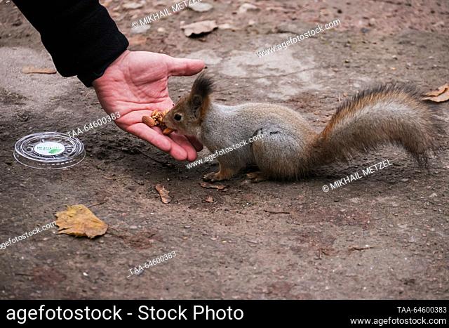 RUSSIA, MOSCOW - NOVEMBER 9, 2023: A man feeds a squirrel in Tsaritsyno Park in autumn. Mikhail Metzel/TASS