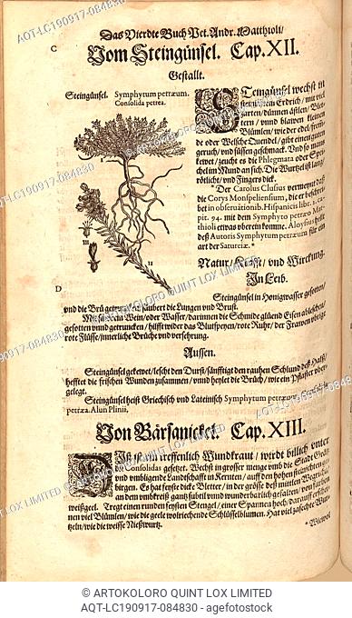 Salvia petraeum, Consolida petrsea, Stone Igloos, Fol. 329v, 1590, Pietro Andrea Mattioli, Joachim Camerarius: Kreuterbuch desz hochgelehrten unnd weitberühmten...