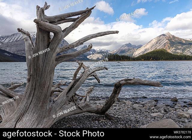 Driftwood on a rocky beach, Upper Kananaskis Lake, Alberta, Canada, North America