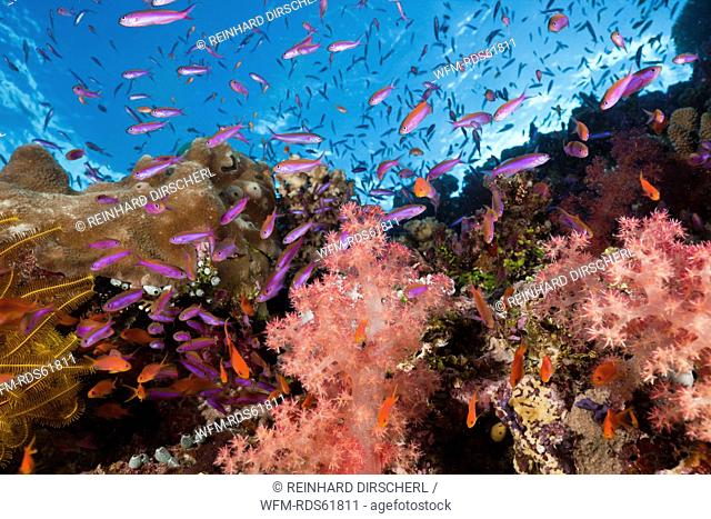 Anthias over Coral Reef, Luzonichthys whitleyi, Pseudanthias squamipinnis, Makogai, Lomaviti, Fiji