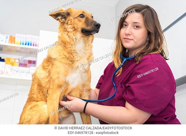 Female veterinary doctor using stethoscope for cute dog examination