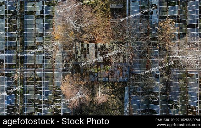 PRODUCTION - 25 November 2022, Brandenburg, Cottbus: Trees grow through the broken glass of a greenhouse of an old nursery near Branitz Castle in the park of...