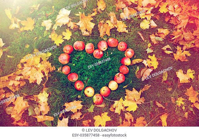 season, nature, love, valentines day and environment concept - apples in heart shape and autumn leaves on grass