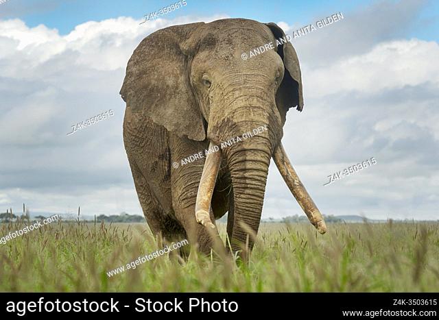 African elephant (Loxodonta africana) bull, walking close by, looking at camera, Amboseli national park, Kenya