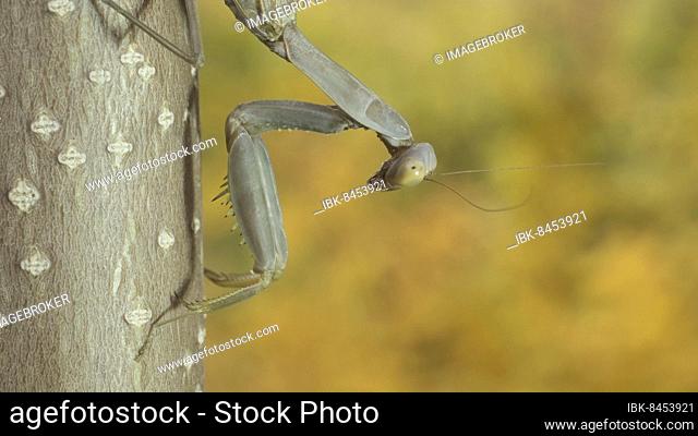 Praying mantis sits on branch on autumn yellow leaves background. Transcaucasian tree mantis (Hierodula transcaucasica), Close-up of mantis insect