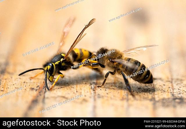 18 October 2023, Berlin: A honey bee (r) chases a wasp away from the entrance of the hive. Photo: Hauke Schröder/dpa. - Berlin/Berlin/Germany