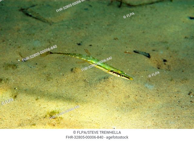 Fifteen-spined Stickleback (Spinachia spinachia) adult, swimming over sandy seabed, Studland Bay, Isle of Purbeck, Dorset, England, August