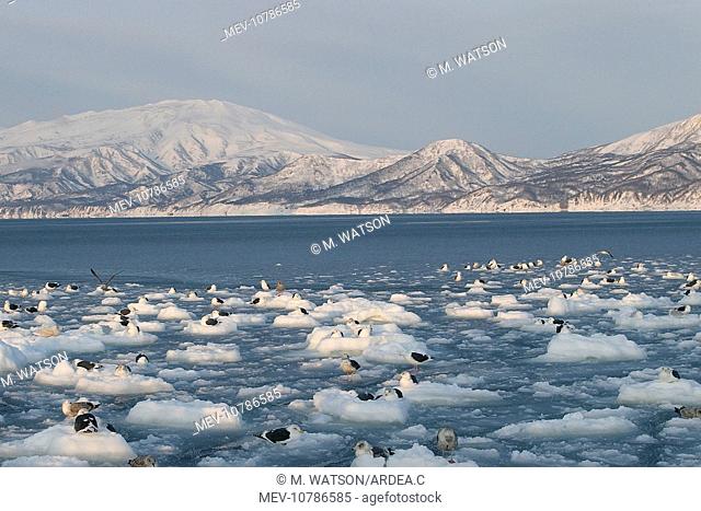 Slaty-Backed Gulls - resting on ice. (Larus schistisagus)