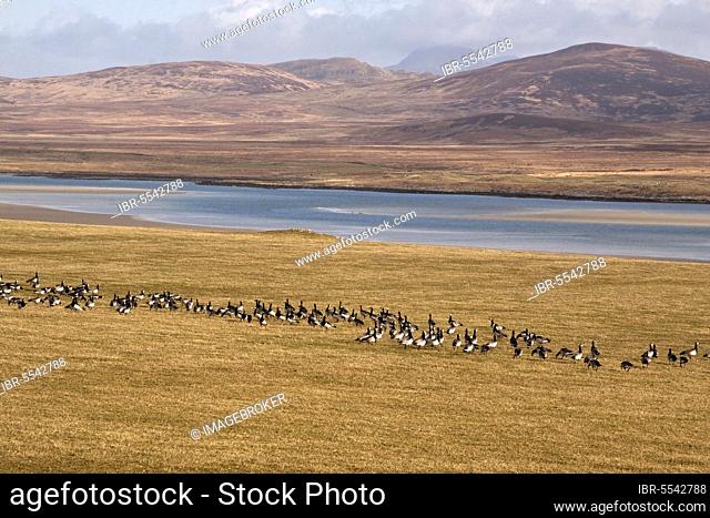 Barnacle Geese on Islay Scotland, in the field over Loch Gruinart towards Jura