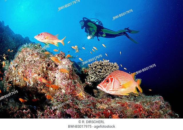 Sabre squirrelfish, longjawed squirrelfish (Sargocentron spiniferum), and scuba diver, Maldives, Ari Atoll