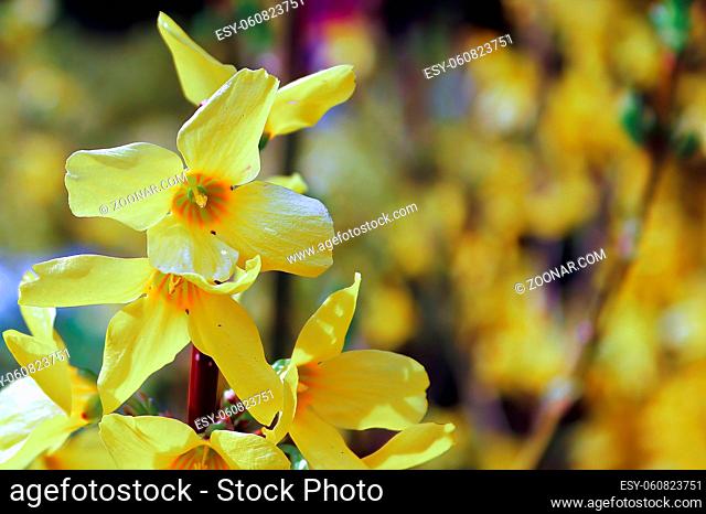 Macro of delicate yellow and orange flowers in spring