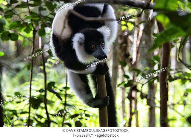 Black and white ruffed lemur (Varecia variegata), Parc Ivoloina, Madagascar
