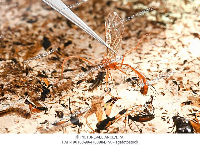 19 December 2018, Bavaria, München: An employee of the Zoological State Collection Munich picks up a parasitic wasp from a sorting tray containing a sample of...
