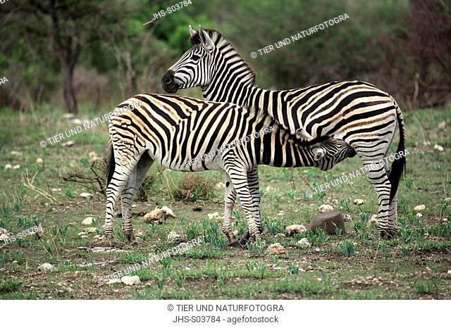 Plains Zebra, Burchell's Zebra, Equus burchelli antiquorum, Kruger National Park, South Africa, adult female with young suckling