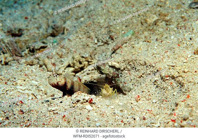 Spotted prawn-goby and snapping shrimp, Amblyeleotris guttata, Indian Ocean Komodo National Park, Indonesia