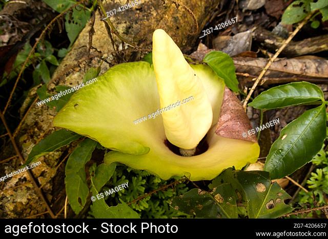 Amorphophallus prainii plant in Sumatra, Indonesia