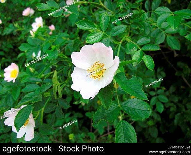 Bright pink flowering dog rose, Rosa canina