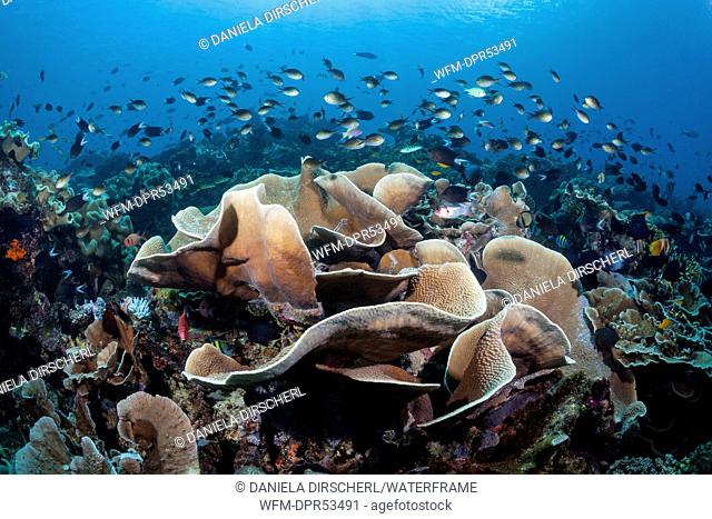 Lettuce Coral, Turbinaria mesenterina, Florida Islands, Solomon Islands