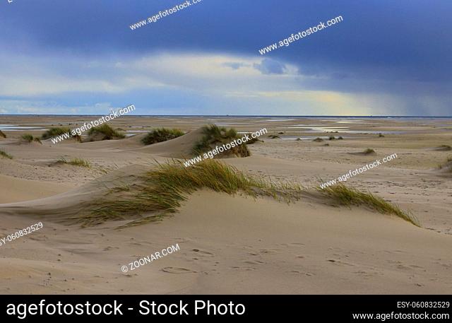 Dunes at the Beach of Amrum, Germany in Europe