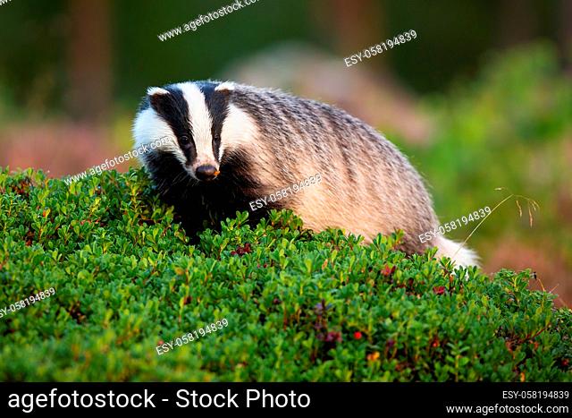 Curious european badger, meles meles, walking in cranberry bushes in summer nature. Surprised striped wild animal on a horizon in woodland