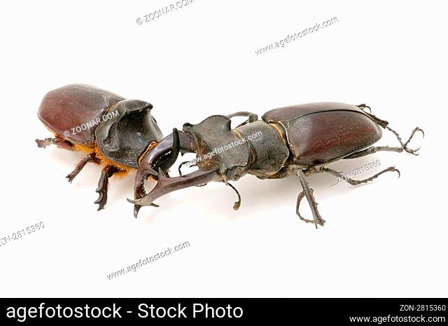 stag beetle and rhinoceros beetle isolated on white background