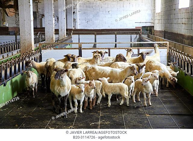 Flock of sheep and lambs, Caserio Mausitxa, Elgoibar, Gipuzkoa, Basque Country, Spain, Europe