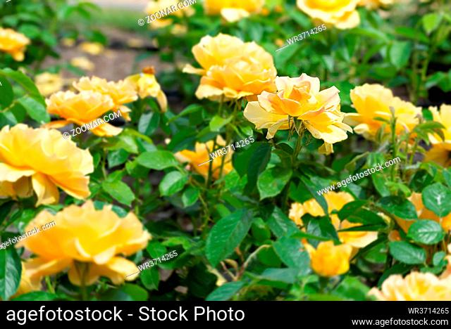Yellow roses in a garden, under the soft spring sun