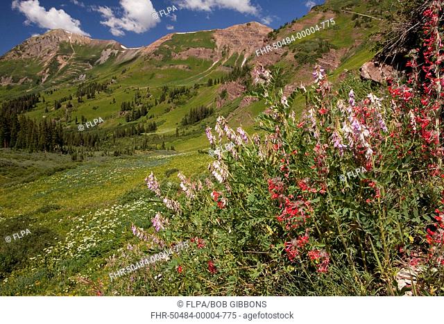 Scarlet Gilia Ipomopsis aggregata and Chainpod Hedysarum boreale flowering, in montane habitat, Rustler's Gulch, Rocky Mountains, Colorado, U S A