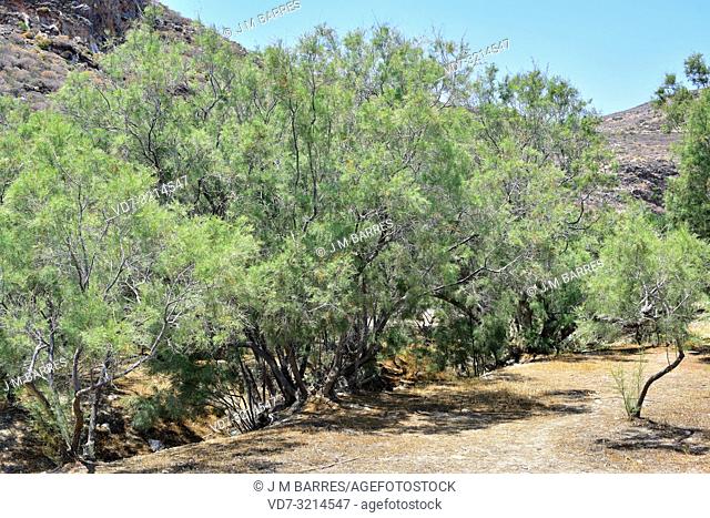 French tamarisk (Tamarix gallica) is a deciduous shrub or small tree native to western Asia and common in Mediterranean Basin coasts