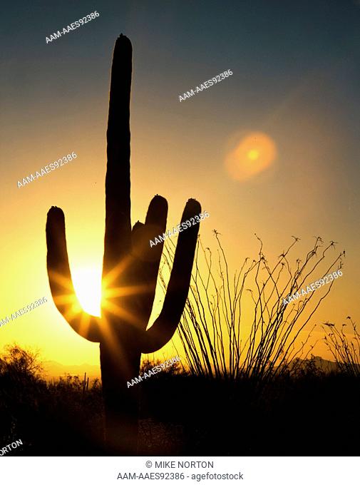 Saguaro Cactus at Sundown Saguaro Cactus Natl Monument Tucson, Arizona