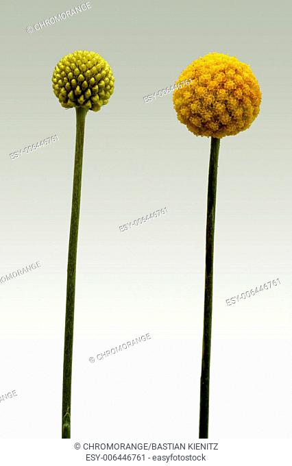 Flower of Billy buttons