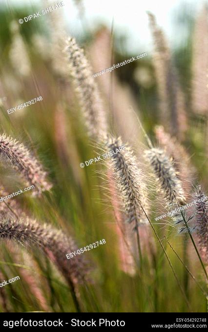 Fountain Grass Ornamental Plant in Garden with soft focus background
