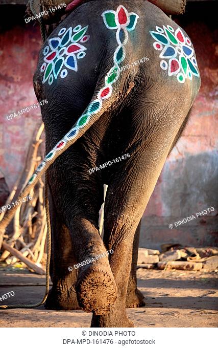 Colourful drawings on back and tail of elephant seen on streets of Ahmedabad ; Gujarat ; India