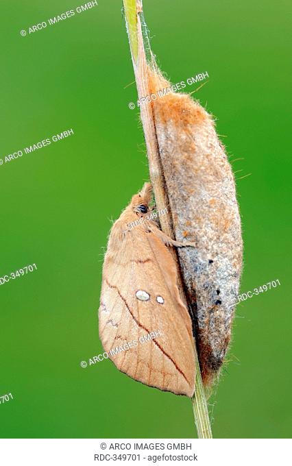 Drinker Moth, freshly hatched, on cocoon, North Rhine-Westphalia, Germany / Philudoria potatoria