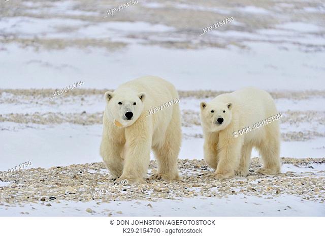 Polar Bear (Ursus maritimus) Mother and yearling, second-year cub, Wapusk NP, Cape Churchill, Manitoba, Canada